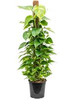 Scindapsus (Epipremnum) Aureum