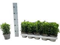 Euonymus jap. Green Spire