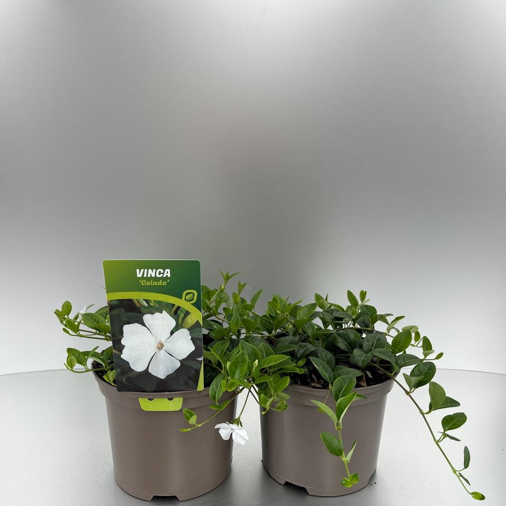 Picture of Vinca minor Colada P17 (2 Ltr)
