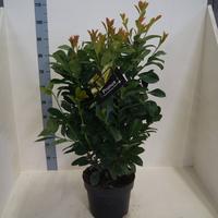 Prunus l. Etna