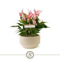 Anthurium Lilli Table in Lucca Crème bowl