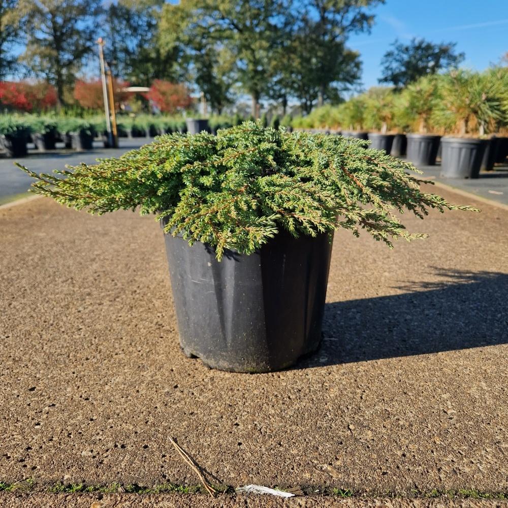 Picture of Juniperus com. Green Carpet C8 30/40