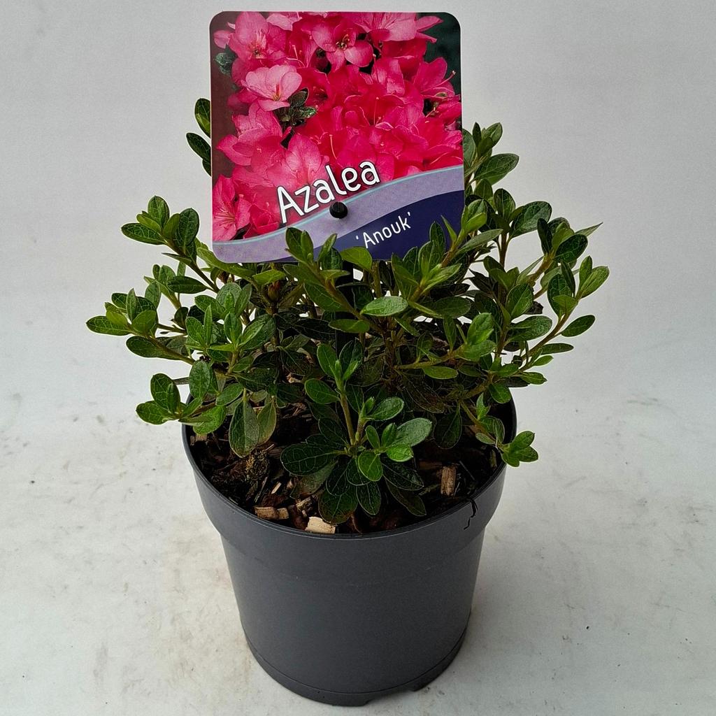 Obrázok z Azalea jap. Anouk P13