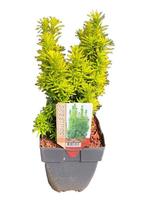 Taxus baccata David