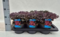 Sedum Red Sparkle