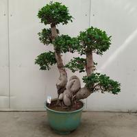 Ficus Ginseng Dragon Trunk