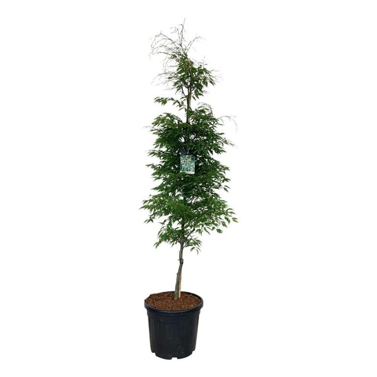 Obrázok z Fagus syl. Aspleniifolia P50 260CM