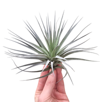 Tillandsia Concollor