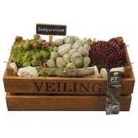 PTS7429 Arrangement Sempervivum in wooden box