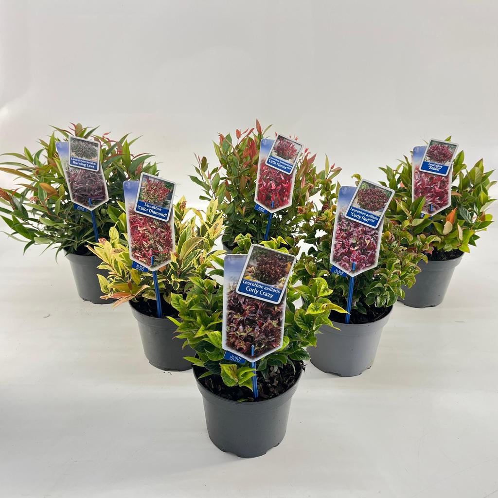 Picture of Leucothoe in varieties P17 (2 Ltr)