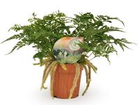 Humata tyermannii (INDOOR)