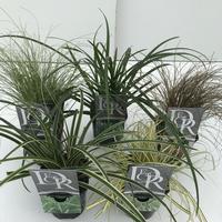 Carex in varieties