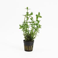 Bacopa amplexicaulis (caroliniana)