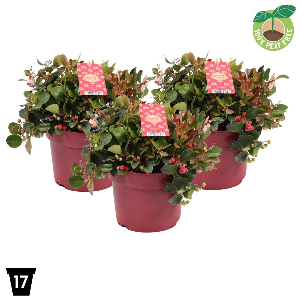 Picture of Gaultheria Big Berry P17 (2 Ltr)