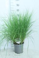 Pennisetum al. Hameln