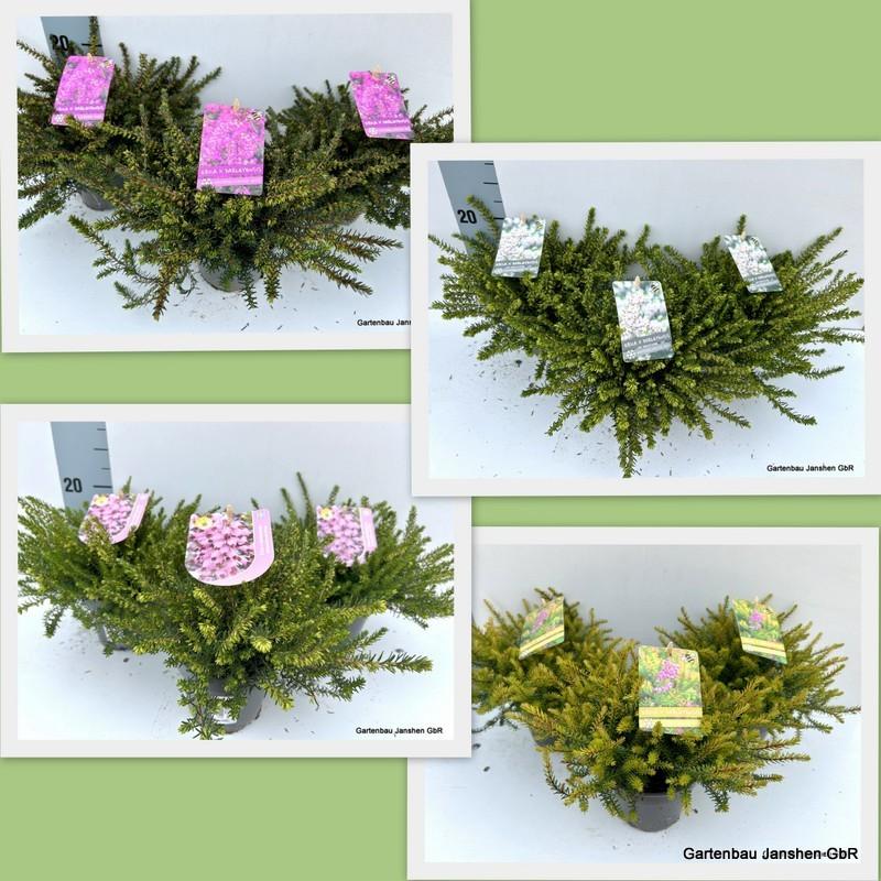 Picture of Erica x darleyensis mix shelf + label P11 18cm