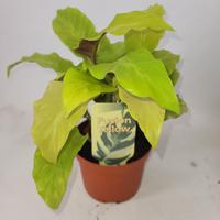 Calathea Lemon ( yellow without varigation)