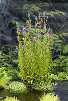 Stachys palustris