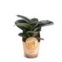Ficus elastica ´Sofia´