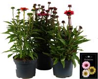 Echinacea pur. Premiumin varieties