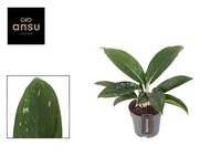 Aglaonema Silver Freckles