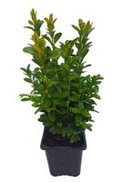 Buxus sempervirens