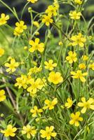 Ranunculus flammula