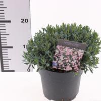 Andromeda pol. Blue ice
