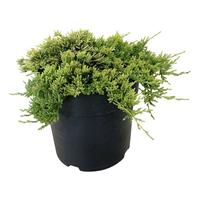 Juniperus hor. Golden Carpet