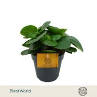 Peperomia obtusifolia Red Canyon