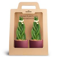 Sansevieria braid 2-Pack Nordic Aubergine
