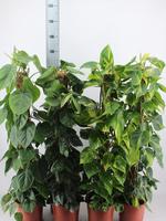 Epipremnum in varieties 120CM moss stick