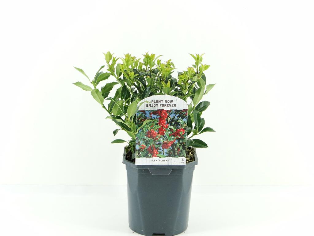 Billede af Ilex aquif. Alaska P17 (2 Ltr) Square