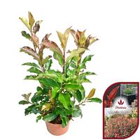 Photinia fraseri Magical Volcano