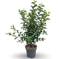 Malus Evereste