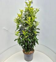 Prunus l. Genolia