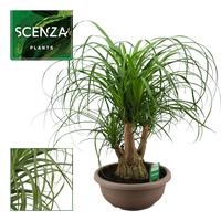 Nolina recurvata branched compact