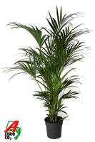 Howea forsteriana (Kentia) 10 PP