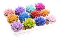 Echeveria Miranda Rainbow sprinkle in varieties
