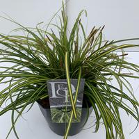 Carex osh. Eversheen