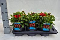 Gaillardia aristata Spintop Yellow Touch