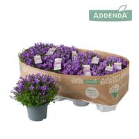 Campanula Ambella® Intense Purple