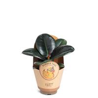 Ficus elastica ´Sofia´