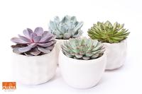 SuPure® - Echeveria mix in Paros 15 pearls