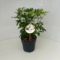 Choisya ternata