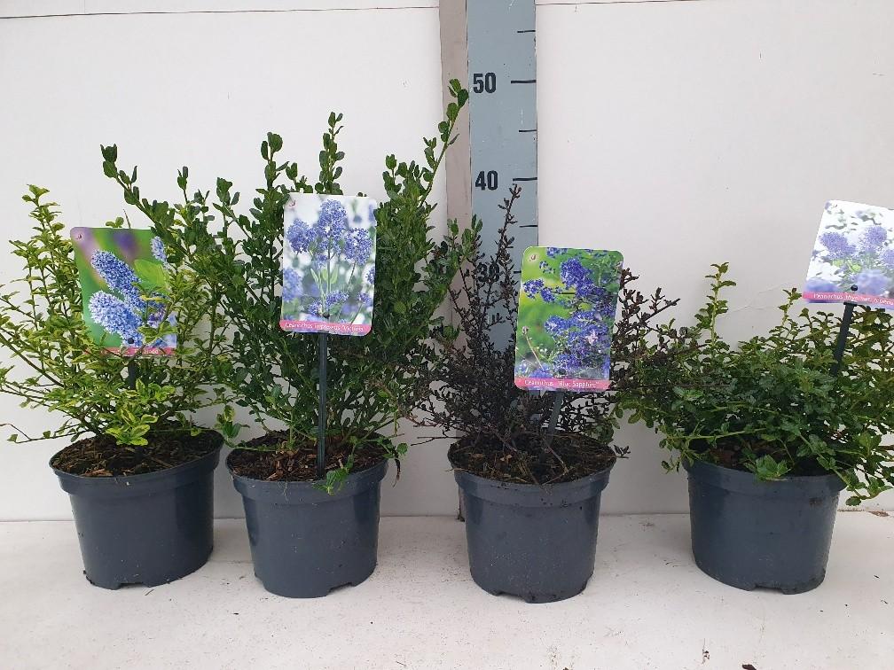 Bild von Ceanothus in varieties P17 (2 Ltr)