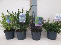 Ceanothus in varieties