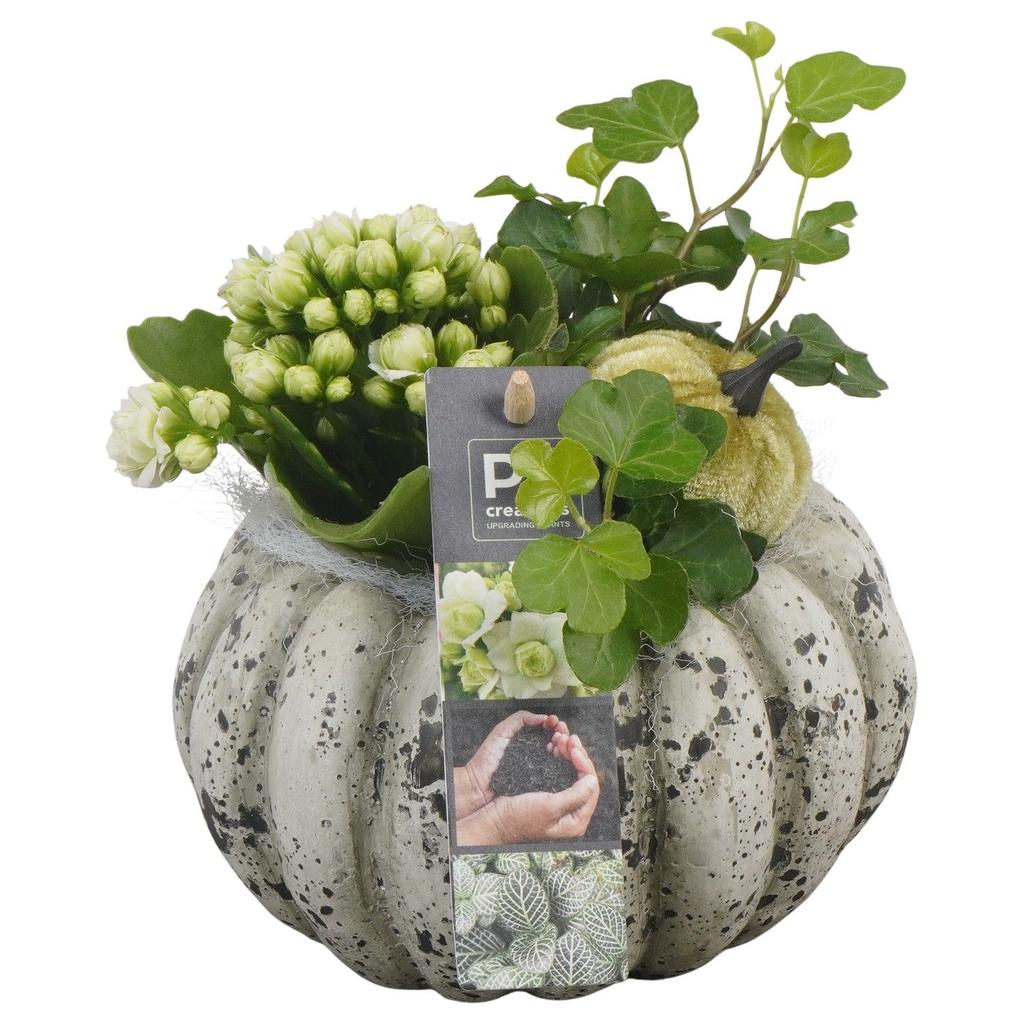 Picture of PTHI5491 Arrangement Autumn indoor in concrete pot P14 16CM