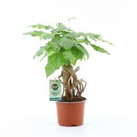 Radermachera Sinica branched