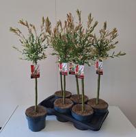 Salix int. Flamingo